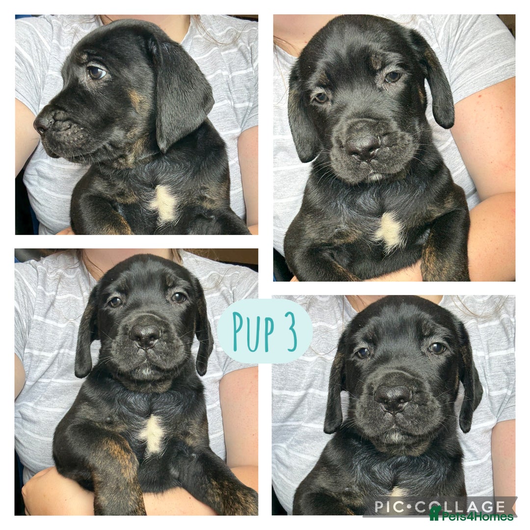 Cane Corso dogs for sale: 2 blue & 2 black cane corso girls! Can leave now🐾 - Image 4