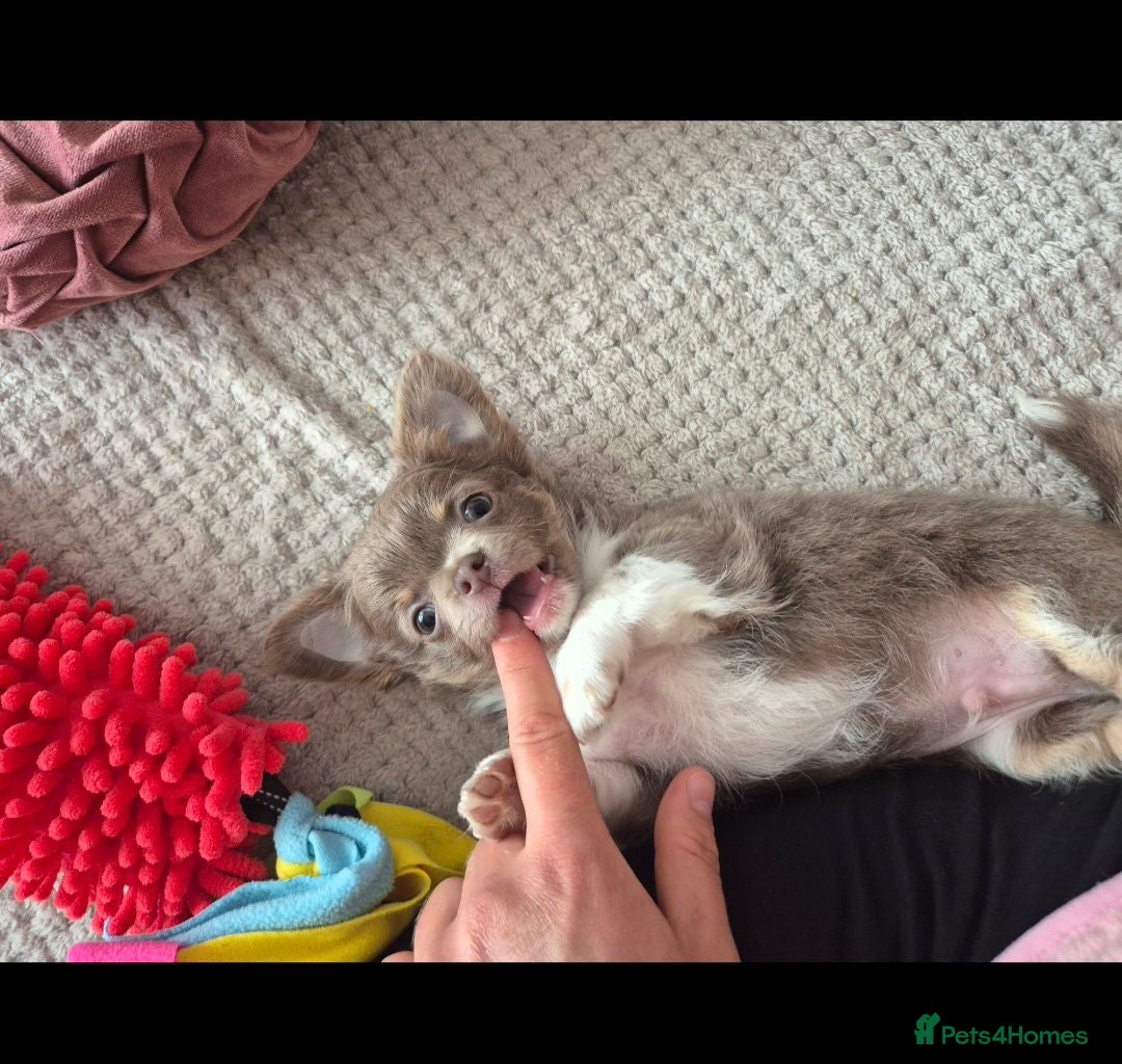 Chihuahua dogs Lilac female - Advert 18