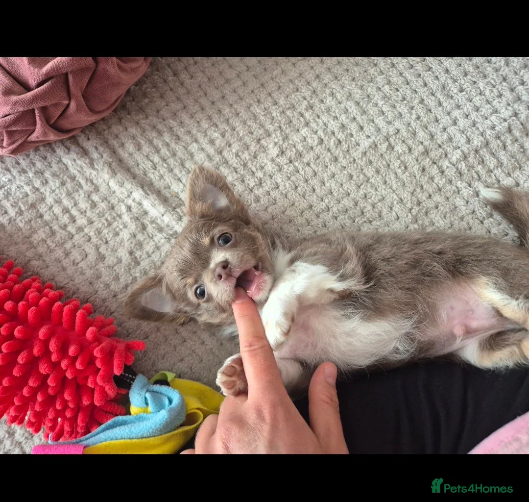 Chihuahua dogs for sale: Lilac female - Advert 1