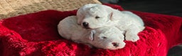 Bichon Frise dogs for sale: Sweet Bichon Frise puppies- Champion Bloodline  - Advert 5