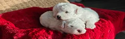 Bichon Frise dogs for sale: Sweet Bichon Frise puppies- Champion Bloodline  - Advert 12