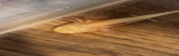 Axolotl reptiles for sale: Axolotl  in Minehead - Advert 2