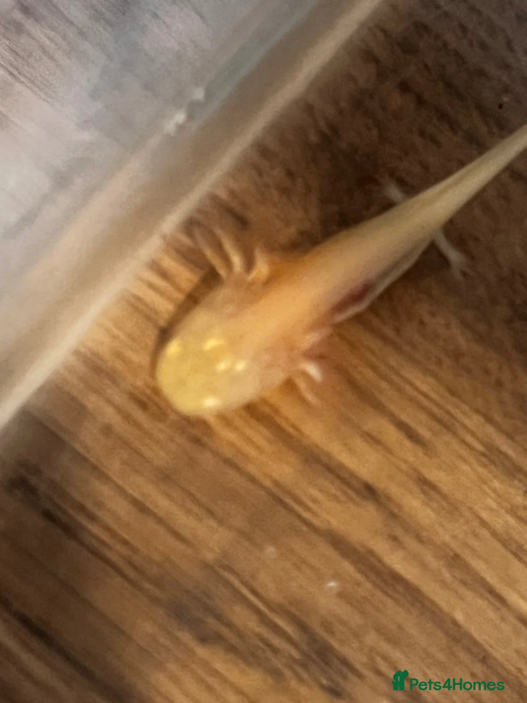 Axolotl reptiles for sale: Axolotl  in Minehead - Advert 2