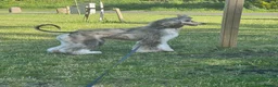 Afghan Hound dogs for sale: Female Afghan hound  - Advert 6