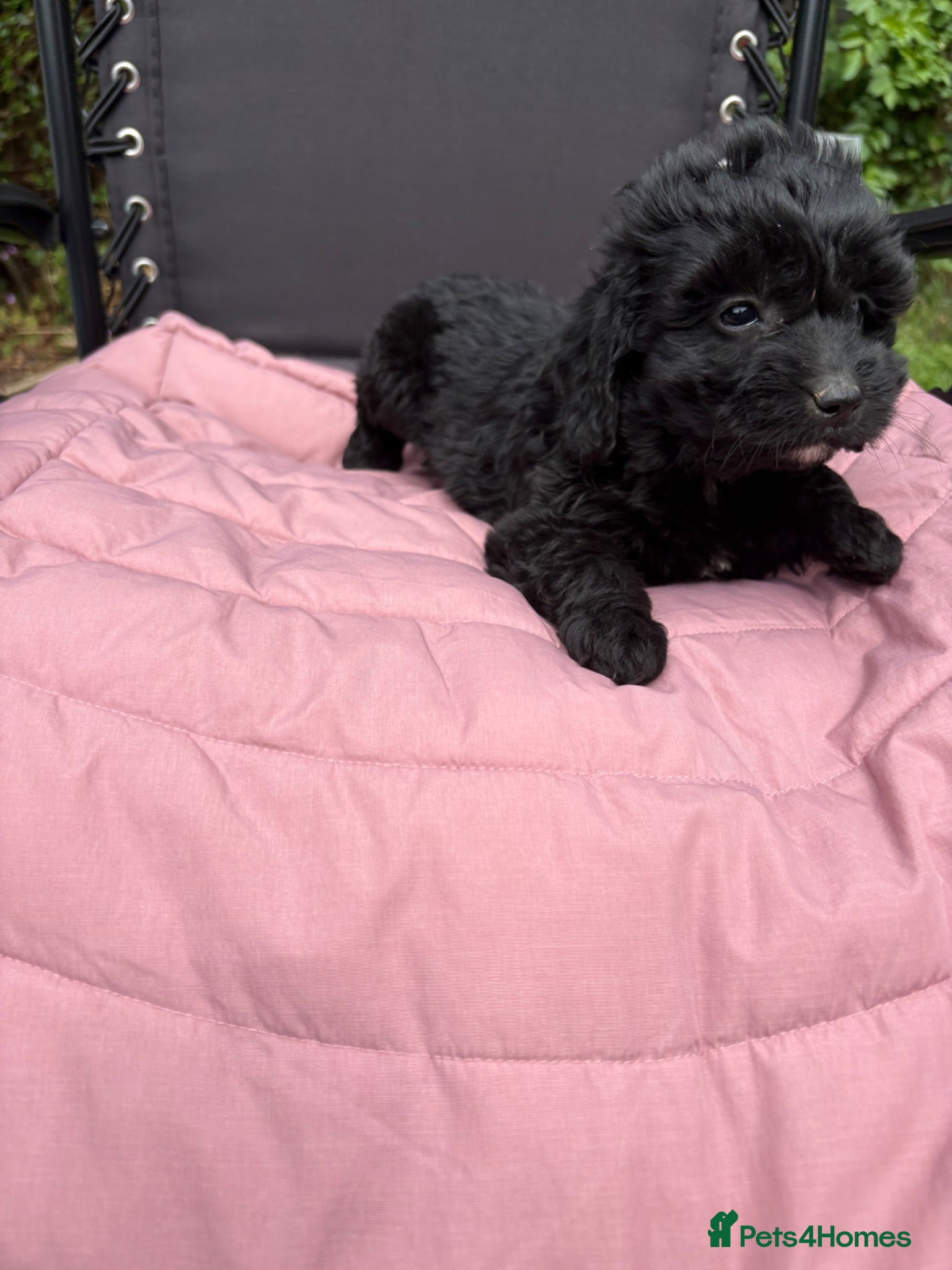 Cockapoo dogs Cockapoo puppies - Advert 2