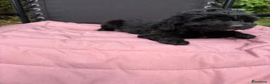 Cockapoo 6