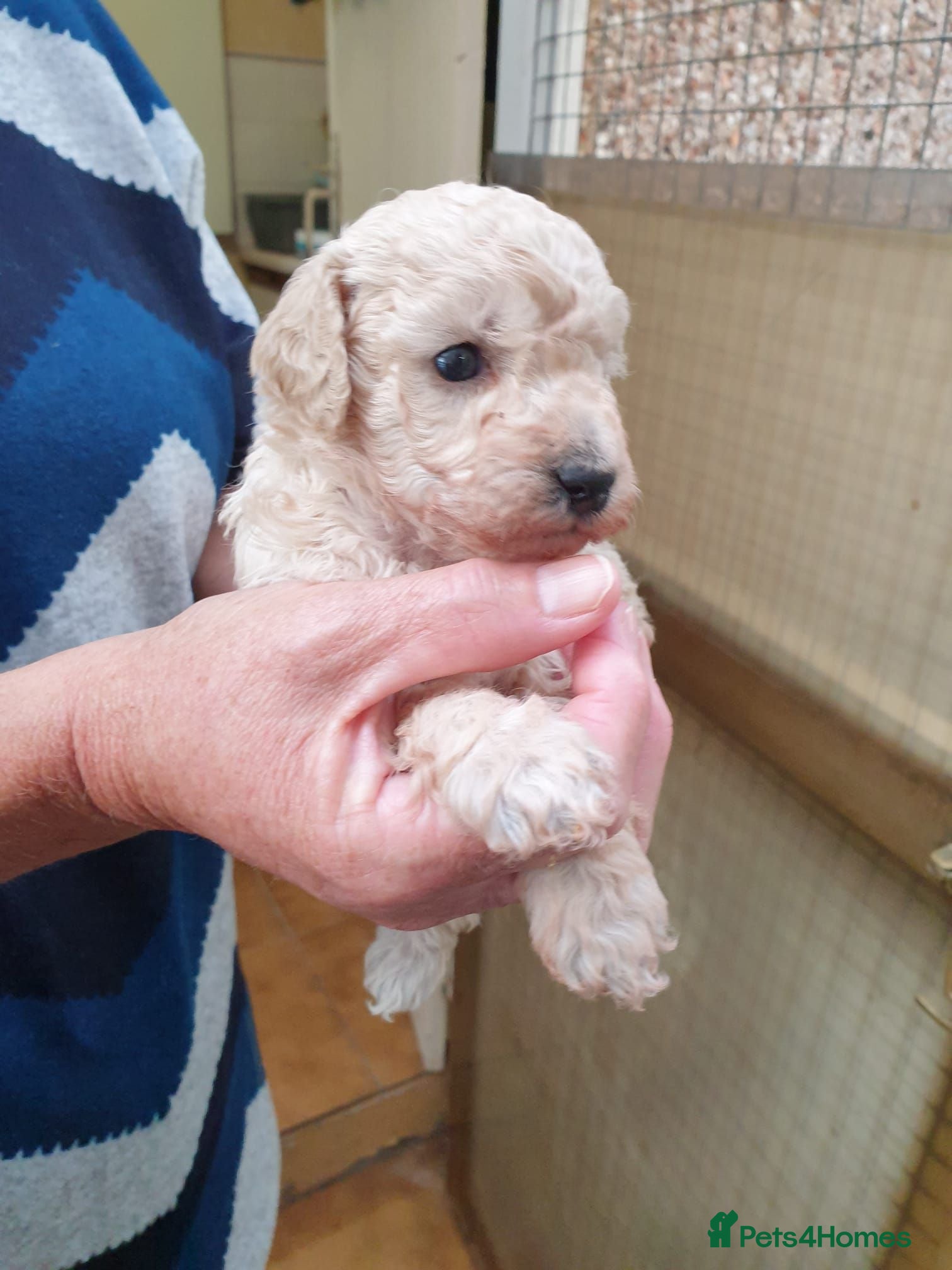 Toy Poodle dogs Toy poodle puppies  - Advert 20
