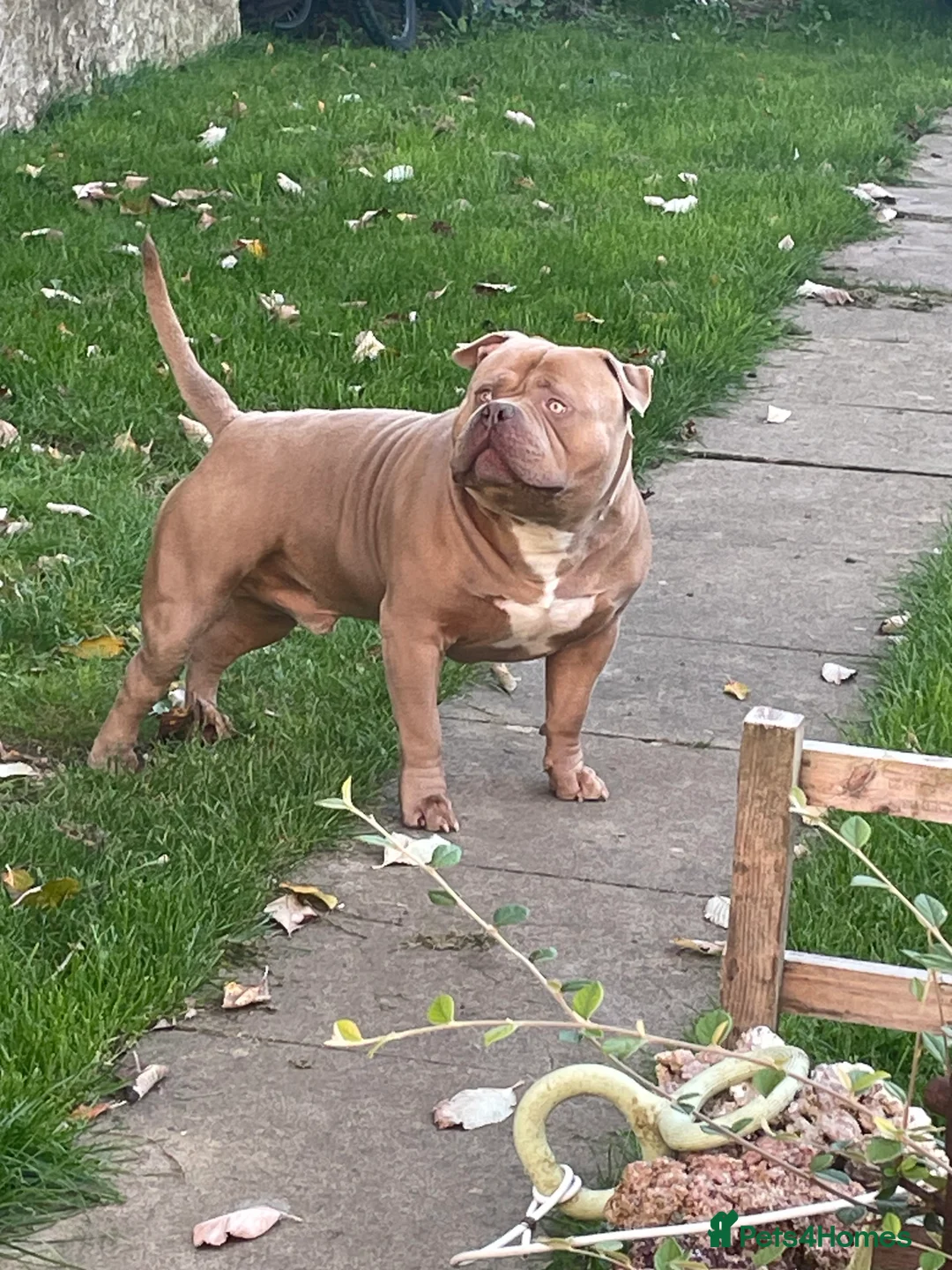 American Bully dogs for stud: Standard American bully available for stud  - Advert 1