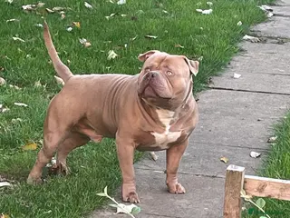 American Bully dogs Standard American bully available for stud - Advert 2