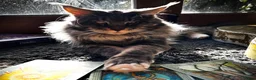 Maine Coon cats for stud: Maine Coon Proven Stud, GCCF & TICA in Hereford - Advert 3