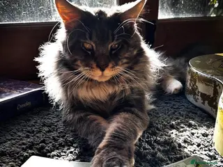 Maine Coon cats Maine Coon Proven Stud, GCCF & TICA - Advert 3