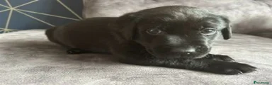Labrador Retriever 3