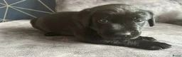 Labrador Retriever dogs for sale: Stunning litter of KC black labradors - Advert 24