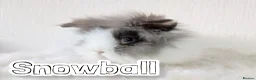 Lionhead rabbits for sale: Double Maned BE Lionheads in London - Advert 9