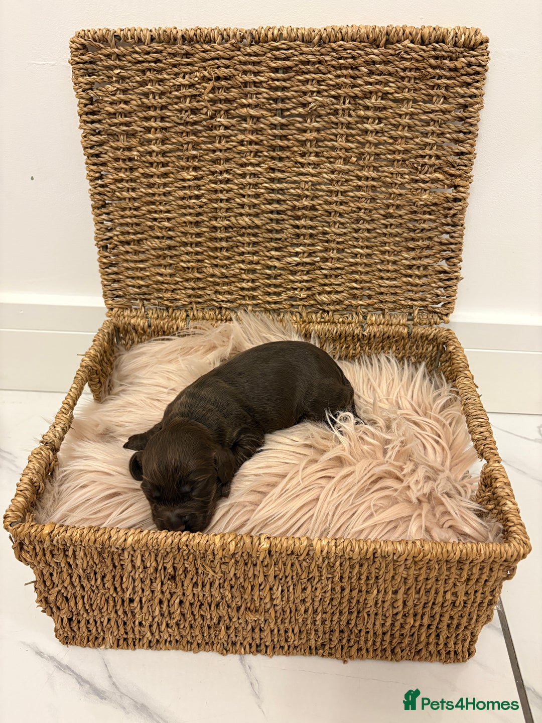 Cocker Spaniel dogs for sale: Gorgeous KC cocker spaniel puppies  - Advert 7