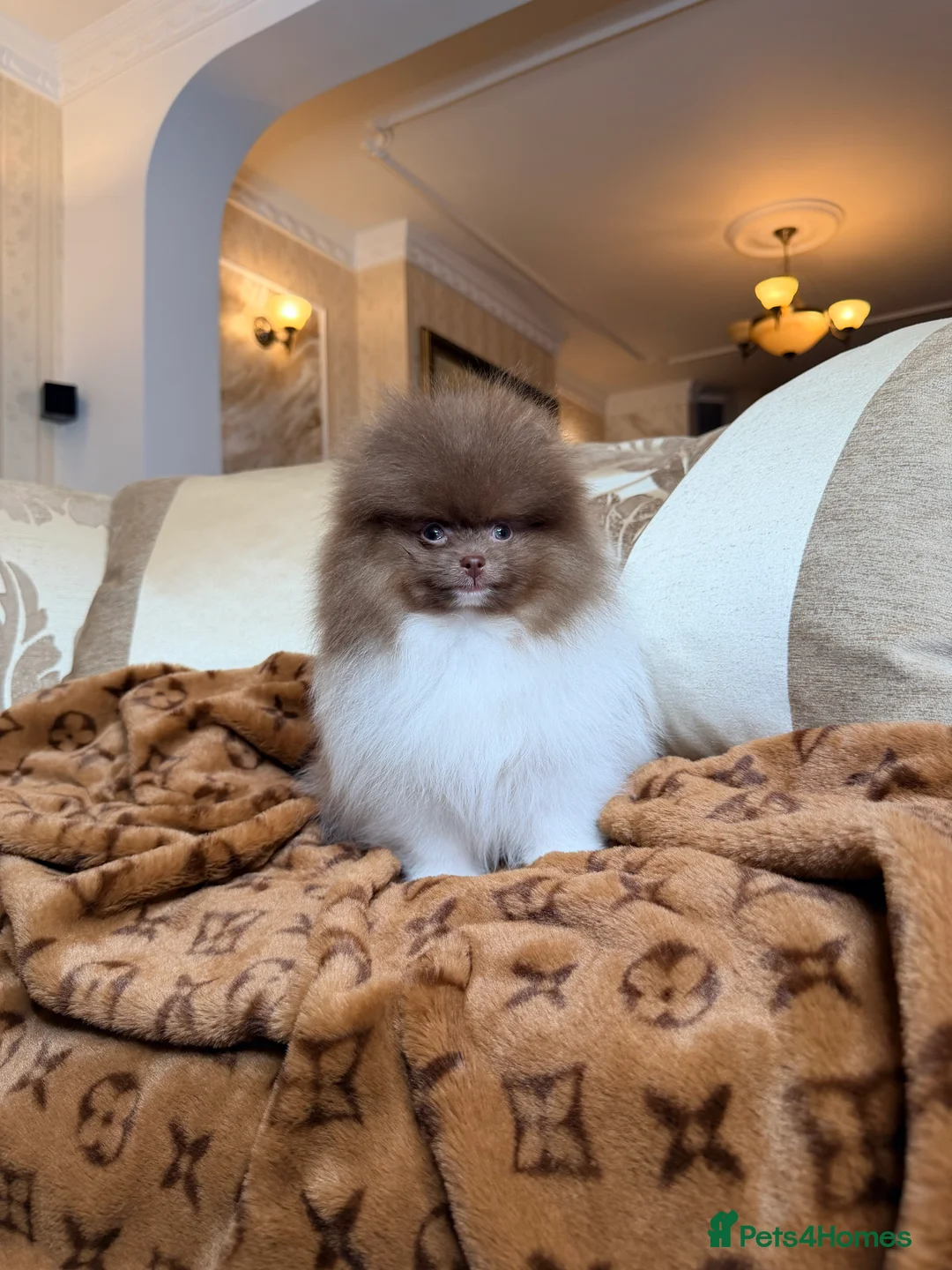 Pomeranian dogs for sale: Exclusive Lilac Party color Pomeranian Boy - Advert 3