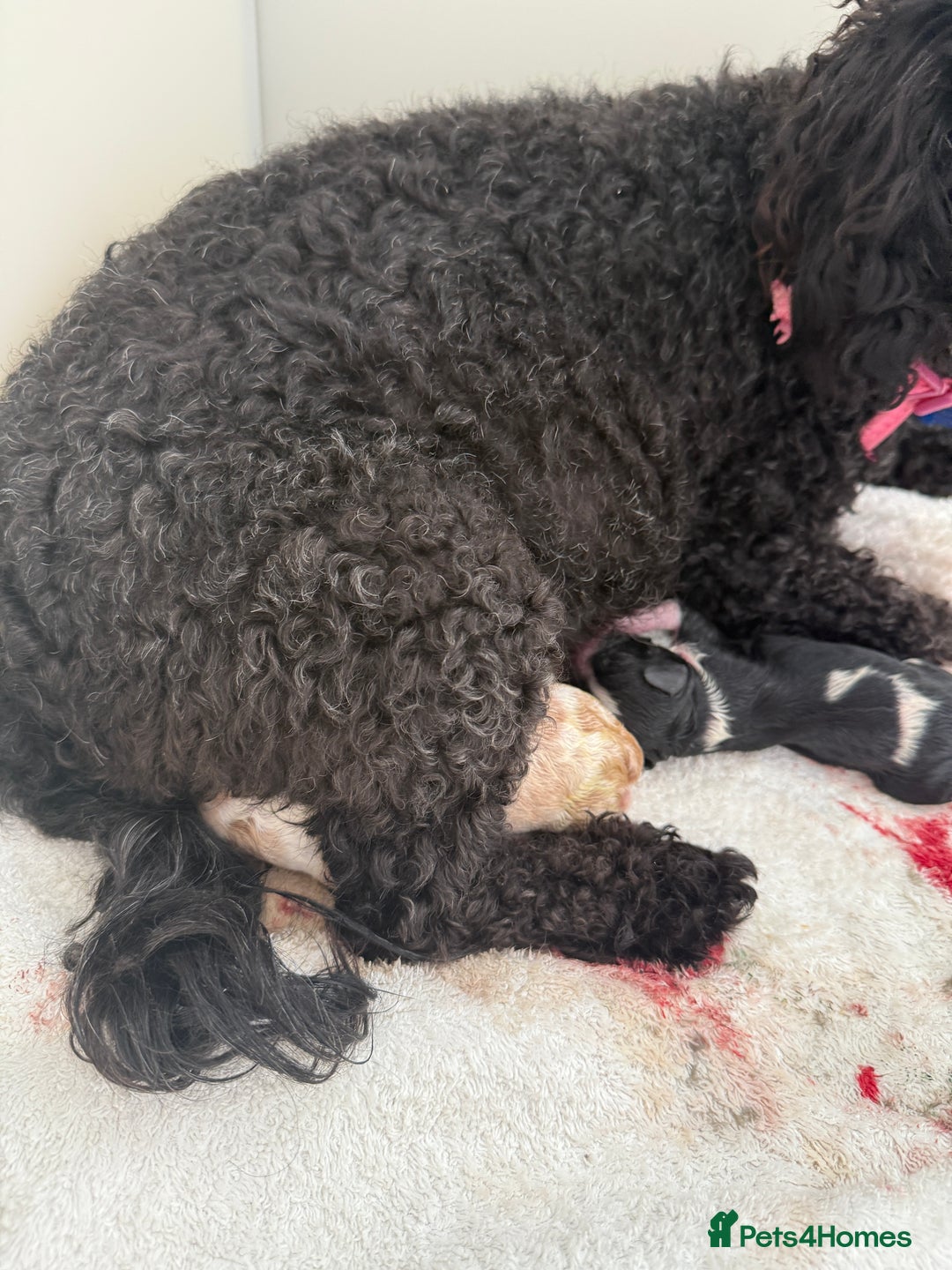 Cavapoo dogs for sale: The sweetest red and white Cavapoo girl  - Advert 5