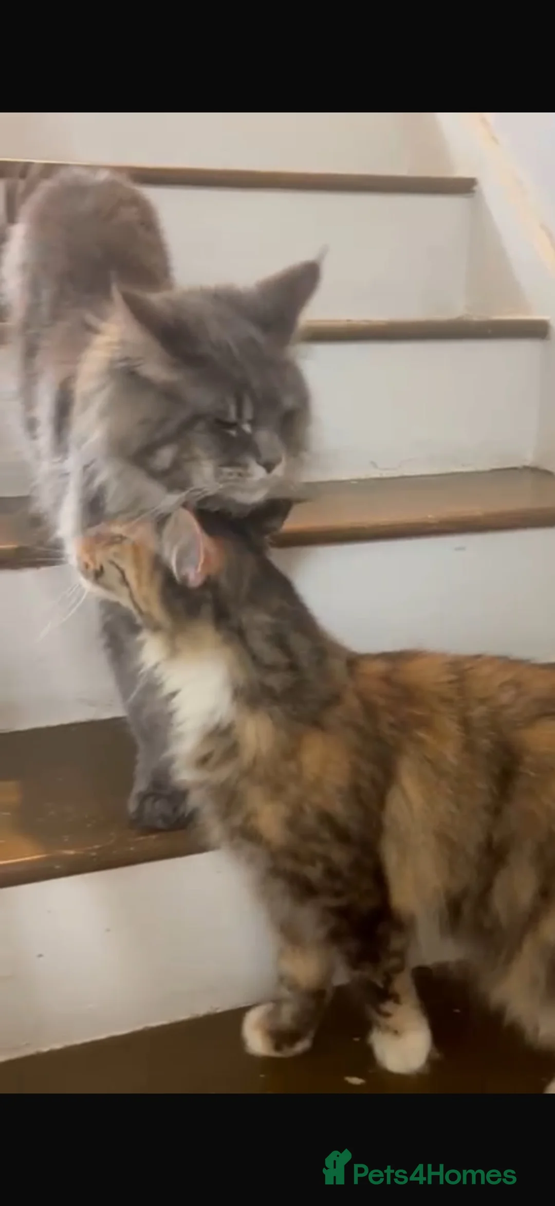 Maine Coon cats for sale: Main coon kitten  - Advert 2
