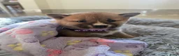 Japanese Shiba Inu dogs for sale: Six Beautiful Red Shiba Inu Puppies  ❤️🐾 - Advert 6