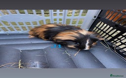 Guinea Pig rodents for sale: Baby guinea pigs for sale, various breeds - Image 11