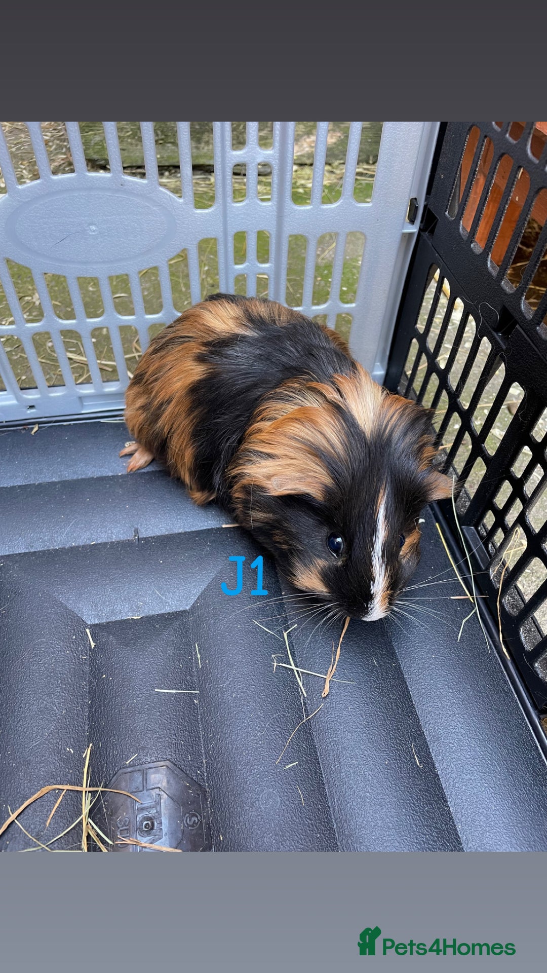 Guinea Pig rodents for sale: Baby guinea pigs for sale, various breeds - Image 11