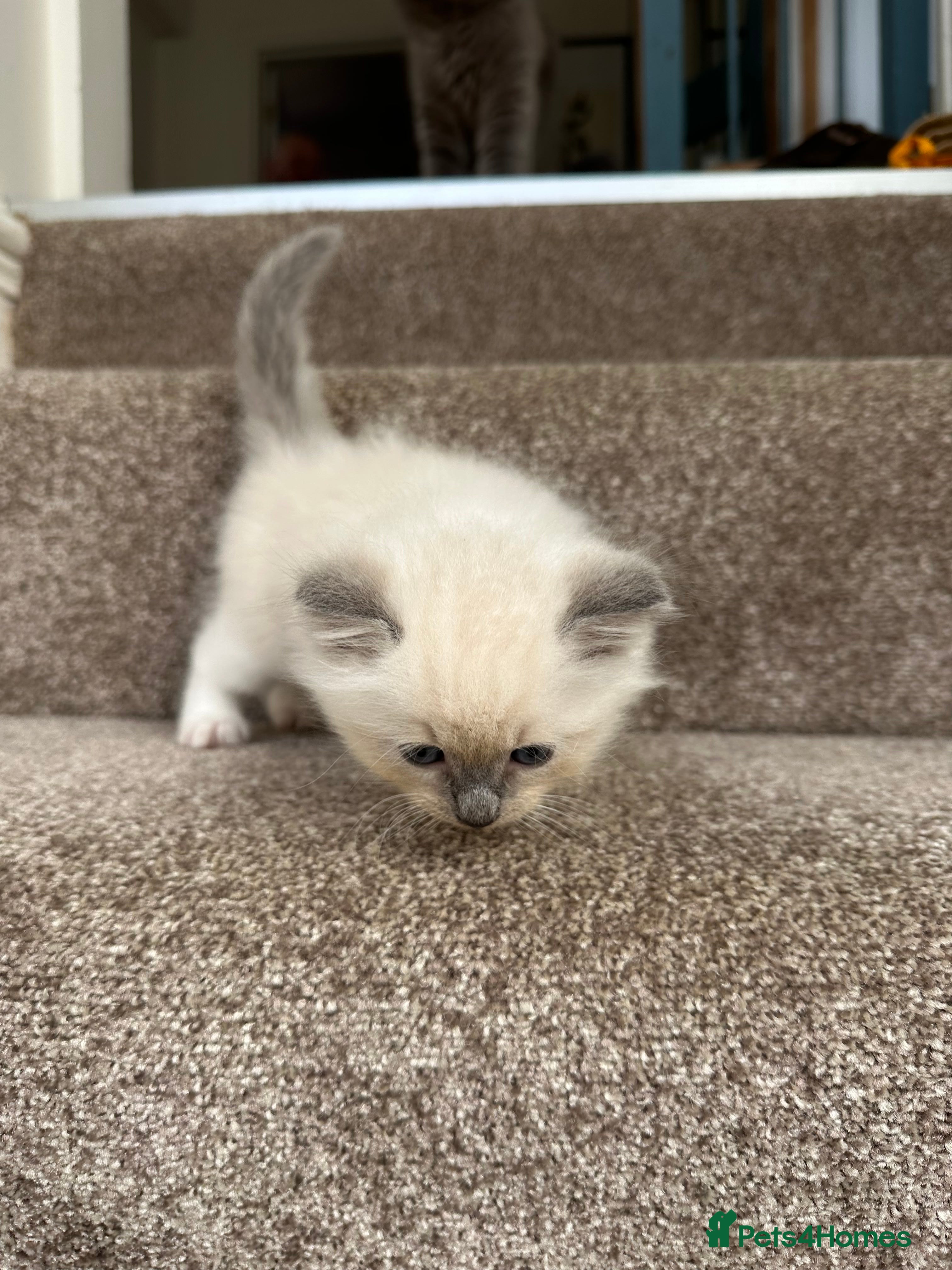 Ragdoll cats Ragdoll x British Longhair Kittens - Ready 2nd Oct - Advert 2