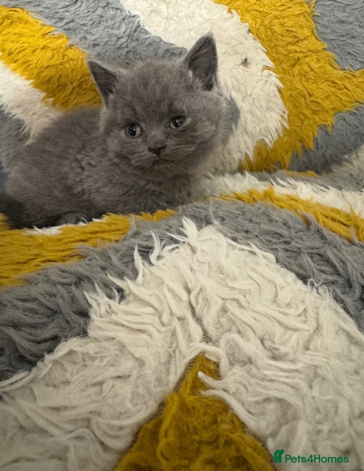 British Shorthair cats for sale: Stunning British shorthair kittens - Advert 21