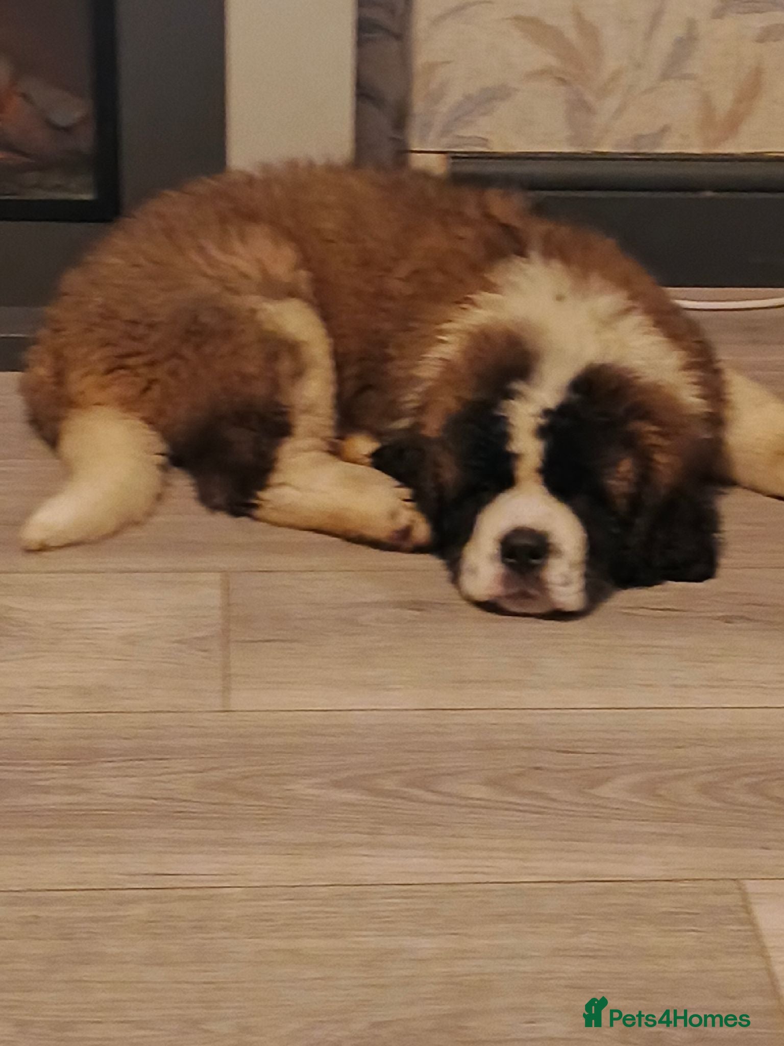 Saint Bernard dogs 16th August 2 stunning girls stunning girls  - Advert 1