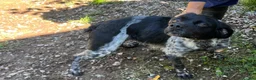 Brittany Spaniel dogs for adoption: Barbadun - 6 year old Brittany  in Ashford - Advert 4