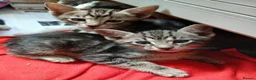 Mixed Breed cats for sale: Siamese x kittens - Advert 11
