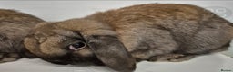 Dwarf Lop rabbits for sale: Beautiful Rabbits Available  - Advert 4