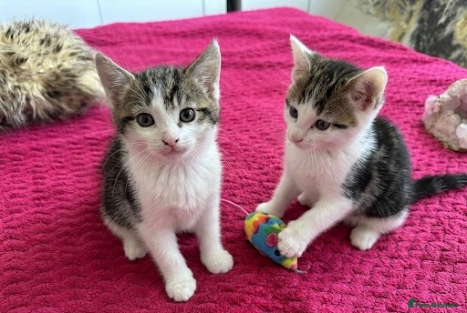 Mixed Breed cats Kittens  - Advert 3