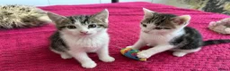 Mixed Breed cats for sale: Kittens  - Advert 1