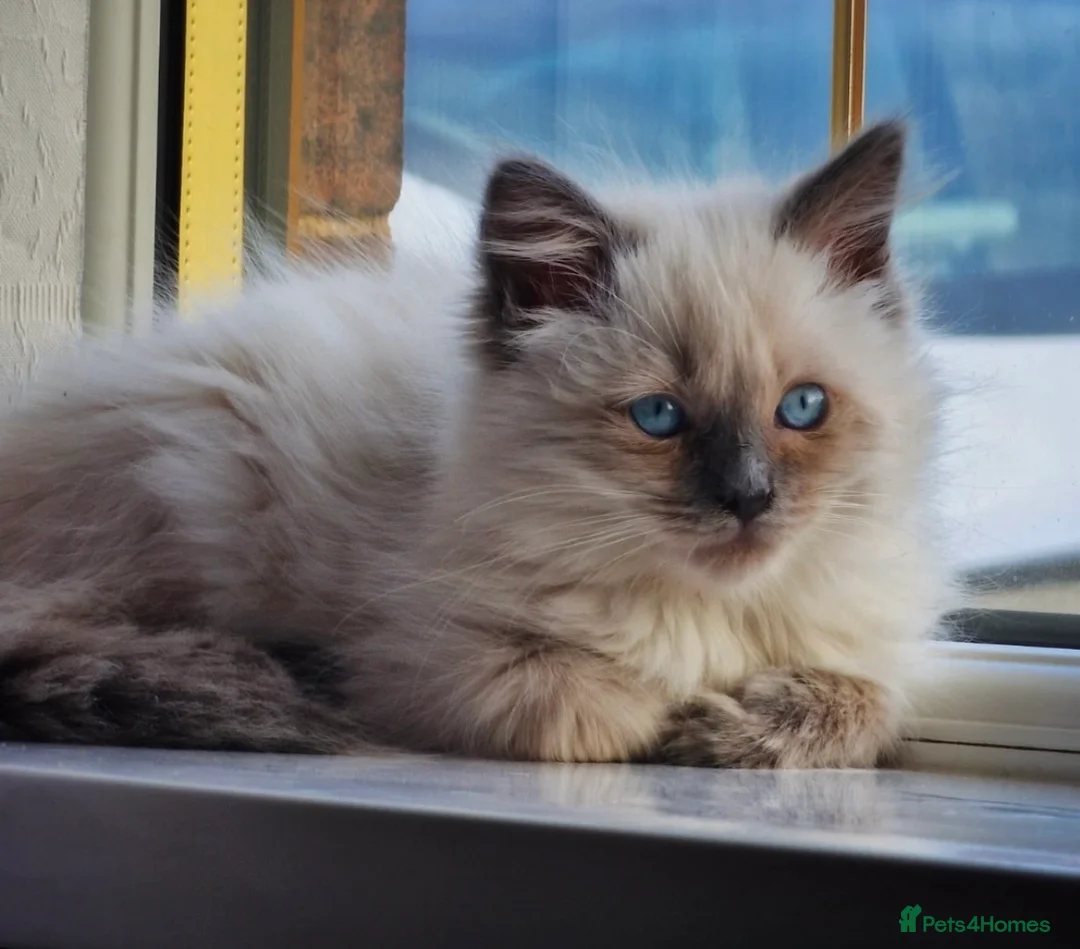 Ragdoll cats for sale: Female ragdoll kitten  - Advert 2