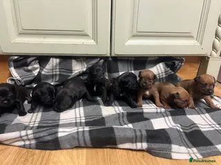 Lakeland Terrier dogs Lakeland puppies - Advert 2