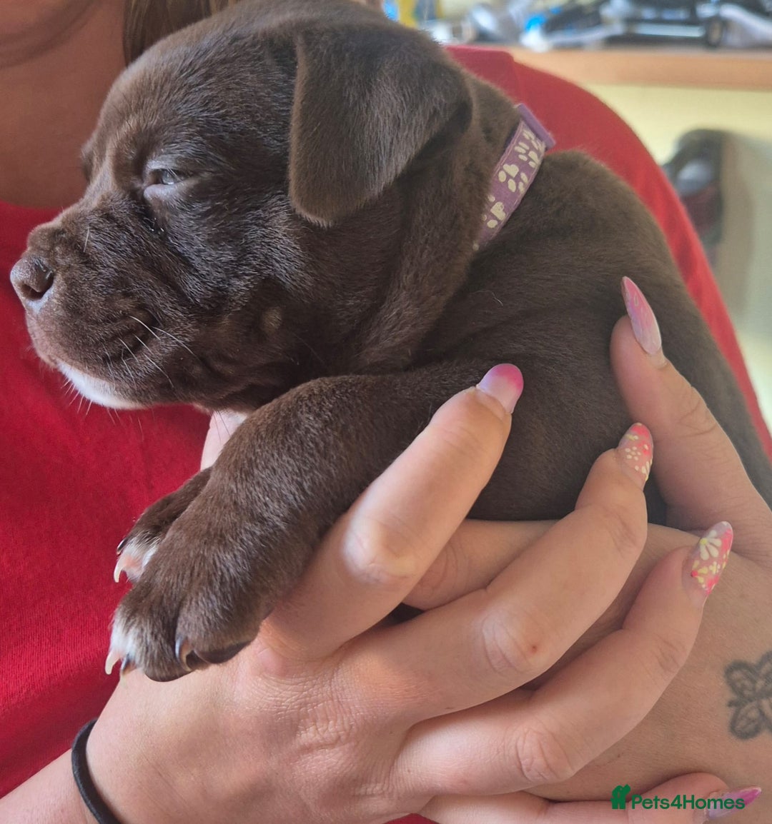 Mixed Breed dogs for sale: Pocket bully cross Chow Chow puppies for sale - Image 24