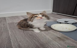 Maine Coon cats for sale: Absolutely Stunning Part Maine Coon Calico Female - Image 11