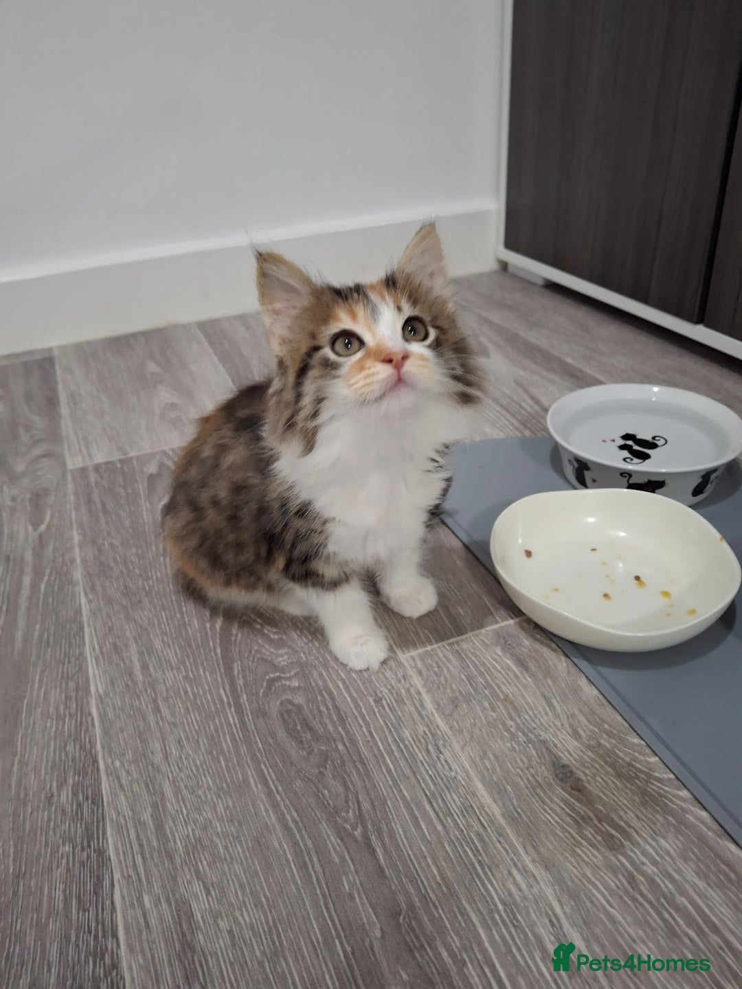Maine Coon cats for sale: Absolutely Stunning Part Maine Coon Calico Female - Image 11