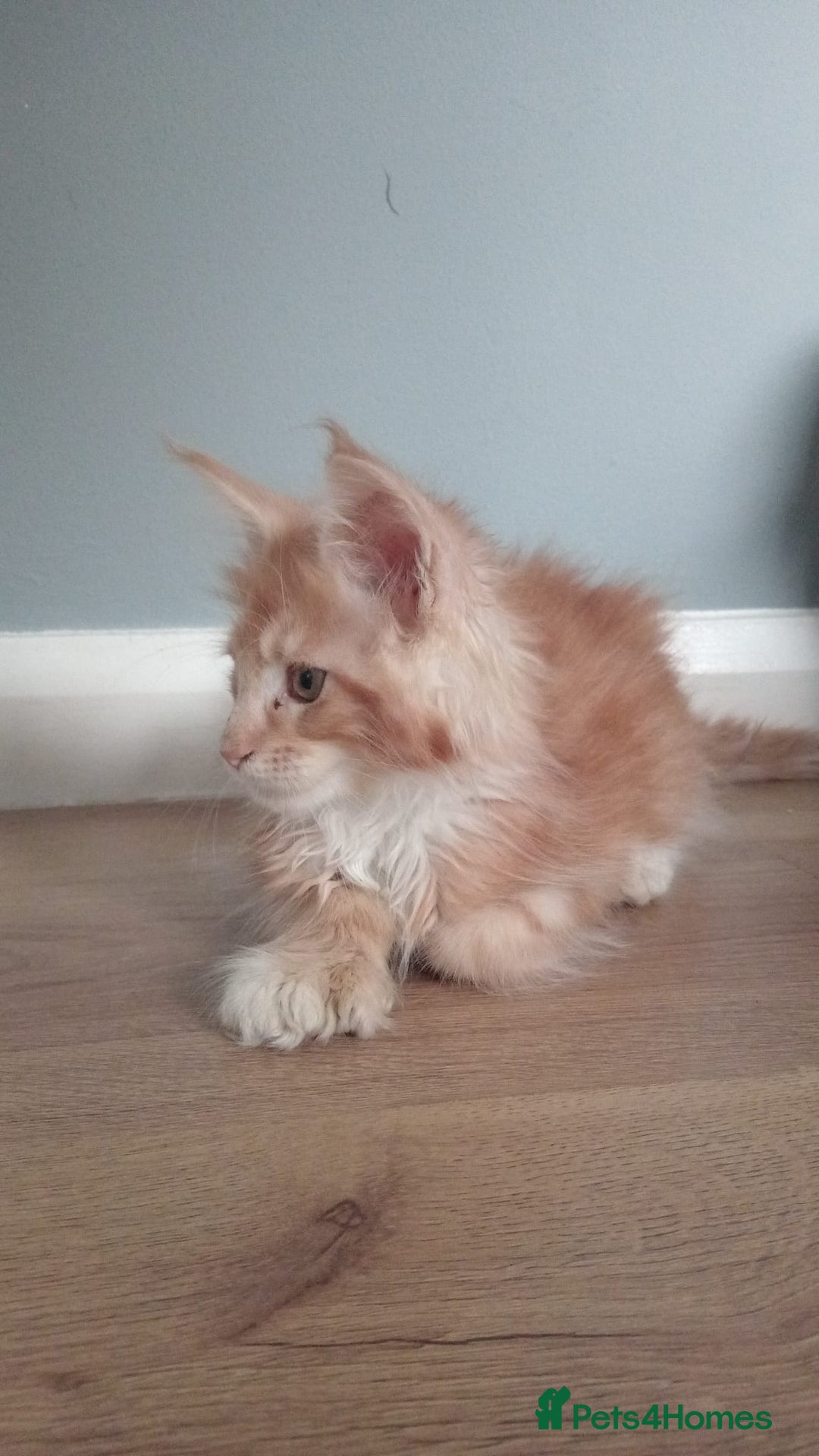 Maine Coon cats for sale: 4 boys for sale - Image 10