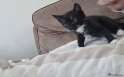 Mixed Breed cats for sale: Help us find our forever families.  - Image 9