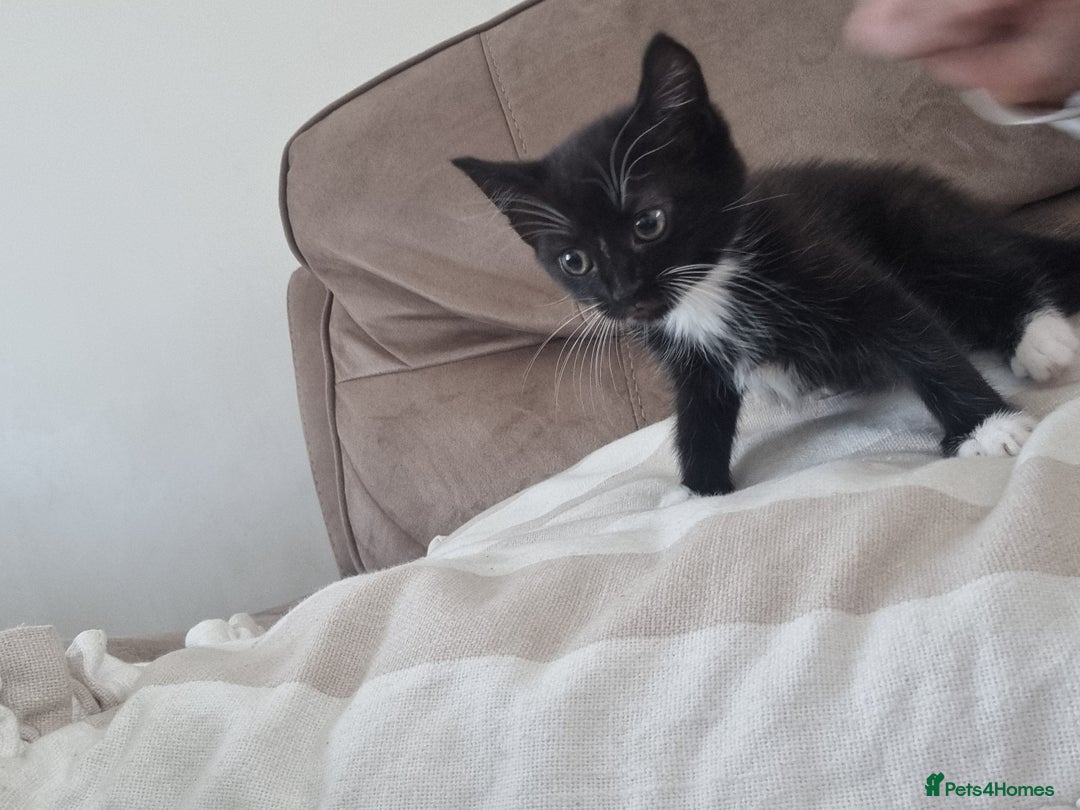 Mixed Breed cats for sale: Help us find our forever families.  - Image 9