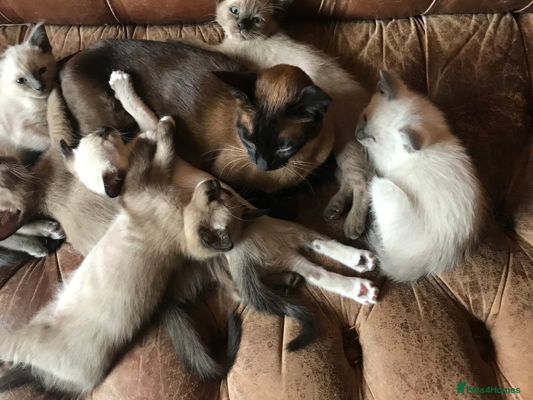Tonkinese cats for sale: Exquisite Tonkdolls - Image 5