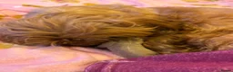 Shih Tzu dogs for sale: Ready next week KC Reg & Health Tested - Advert 10