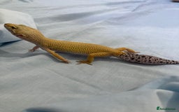 Gecko reptiles for sale: female leopard gecko + 4ft vivarium - Image 8