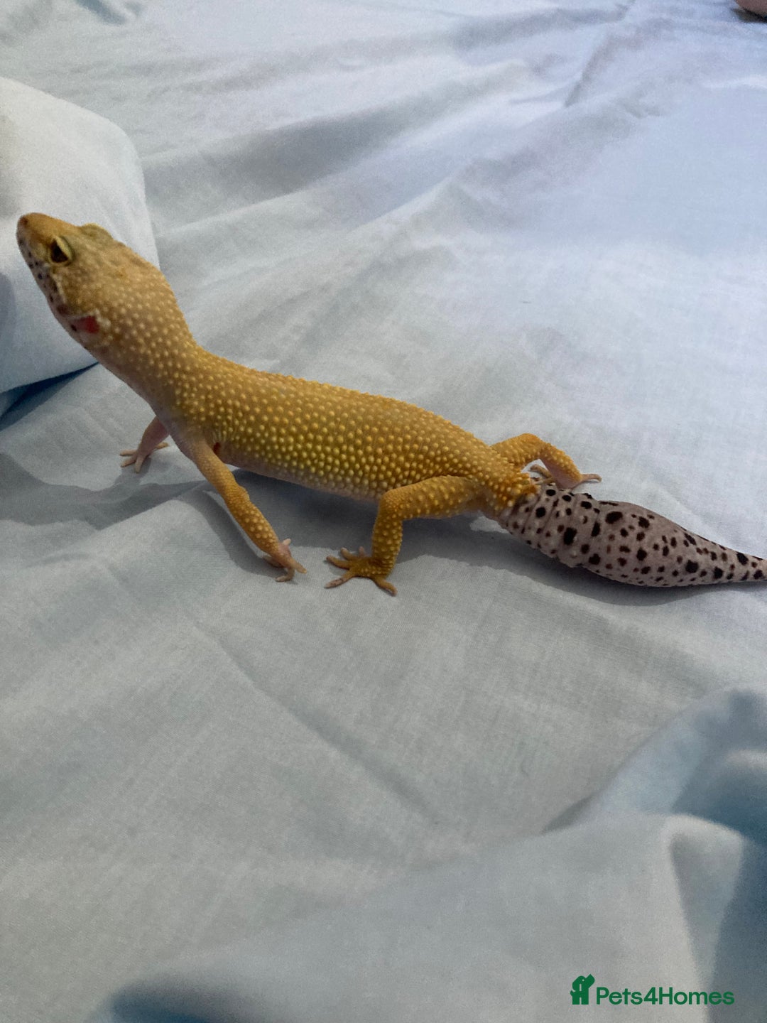 Gecko reptiles for sale: female leopard gecko + 4ft vivarium - Image 8