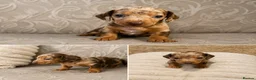 Dachshund dogs for sale: Beautiful miniature dachunds (Home Raised) - Advert 13