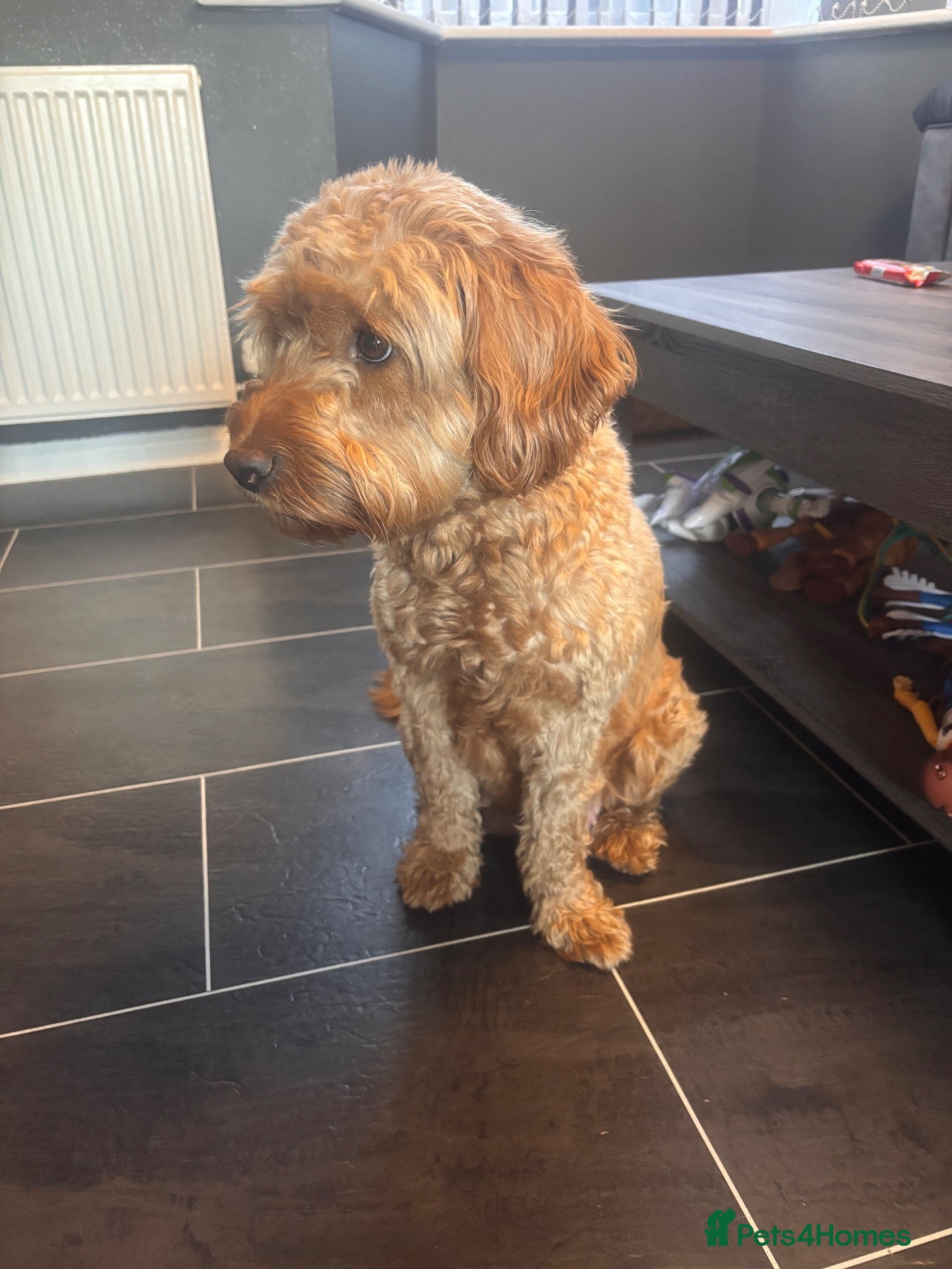 Mini Goldendoodle dogs Beautiful miniature Golden Doodle puppies - Advert 2