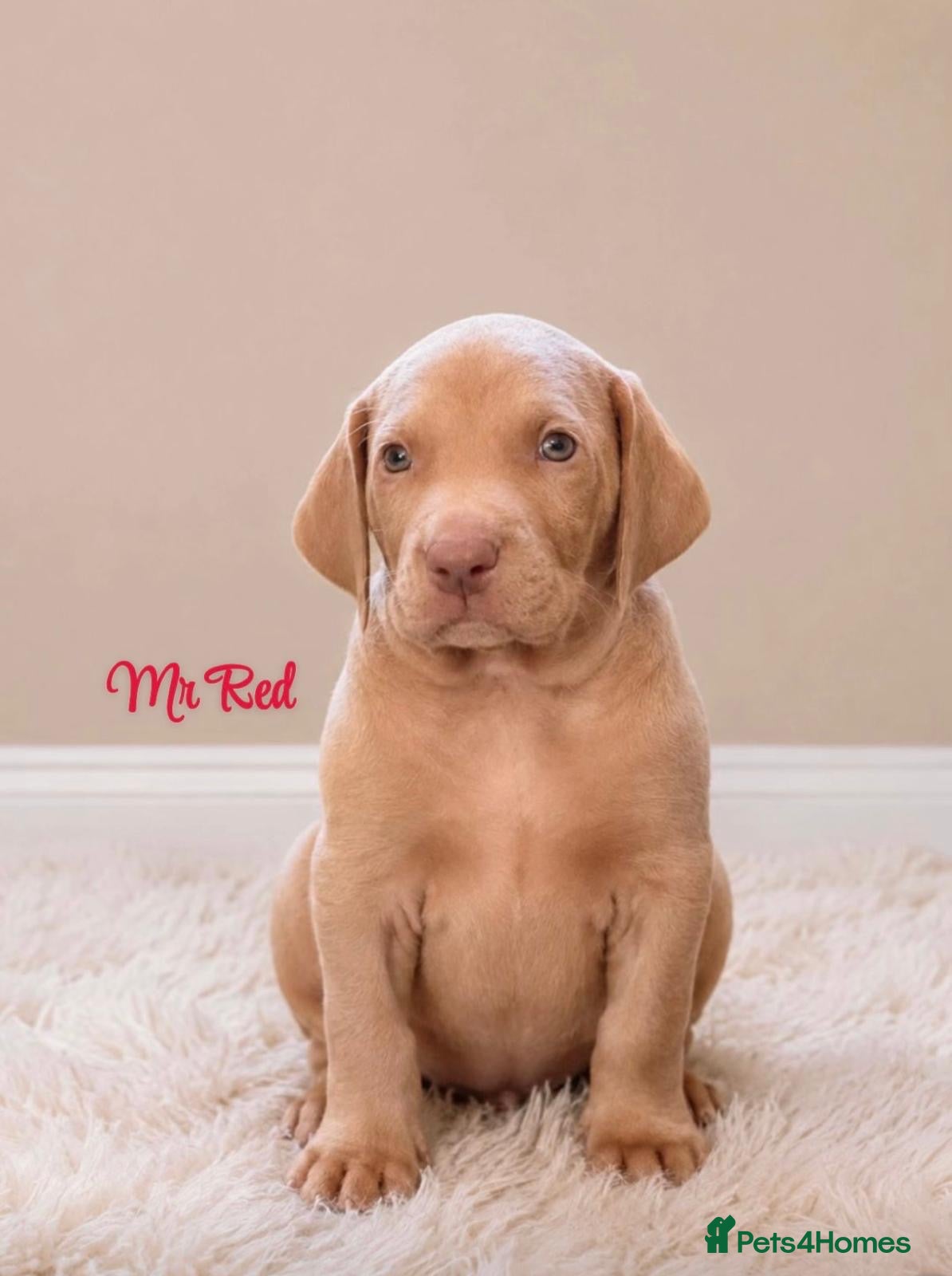 Weimaraner dogs Gorgeous chunky silver Weimaraner puppies  - Advert 1