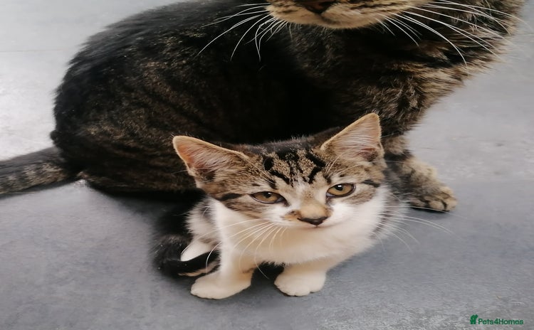 Mixed Breed cats - Advert 13