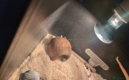 Snake reptiles for sale: Hot nose born June 2025 for sale  - Advert 4